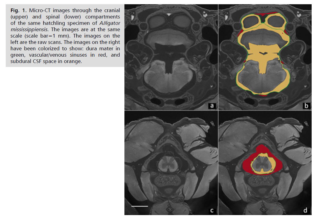 neurology-neuroscience-mississippiensis