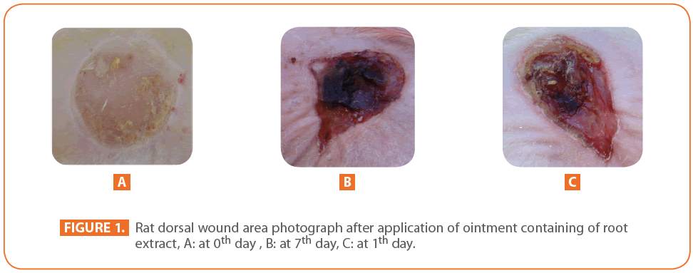 Archives-Clinical-Microbiology-Rat-dorsal-wound