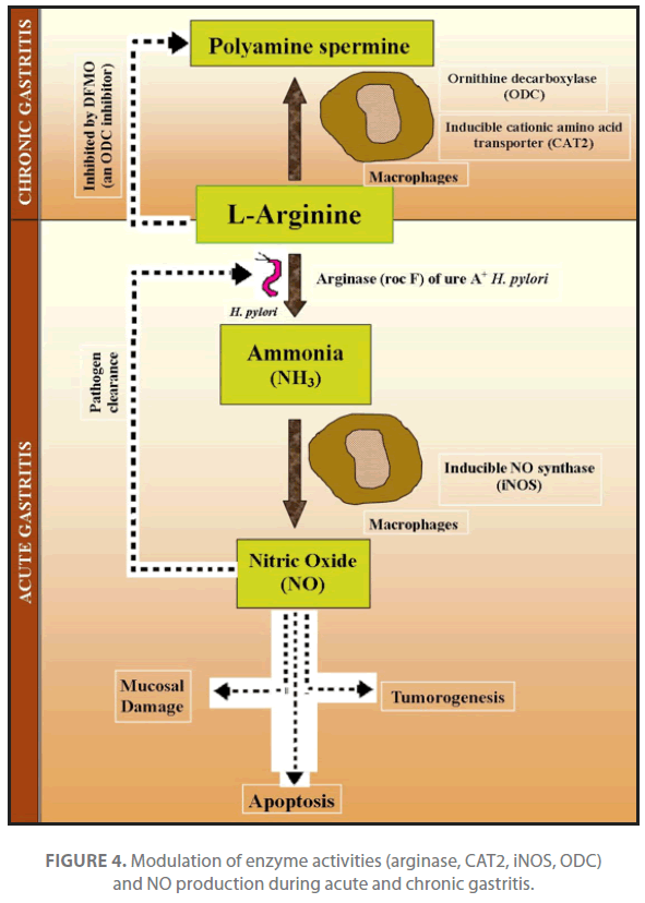 Archives-Clinical-Microbiology-acute-chronic-gastritis