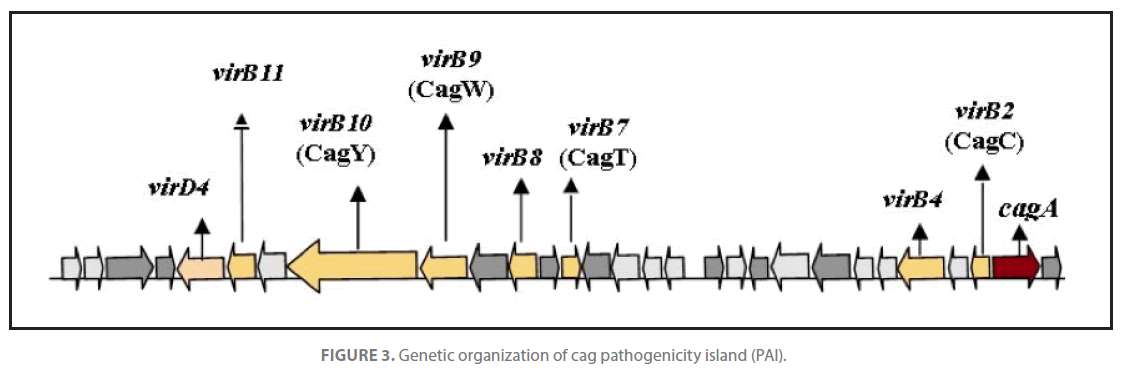 Archives-Clinical-Microbiology-cag-pathogenicity-island