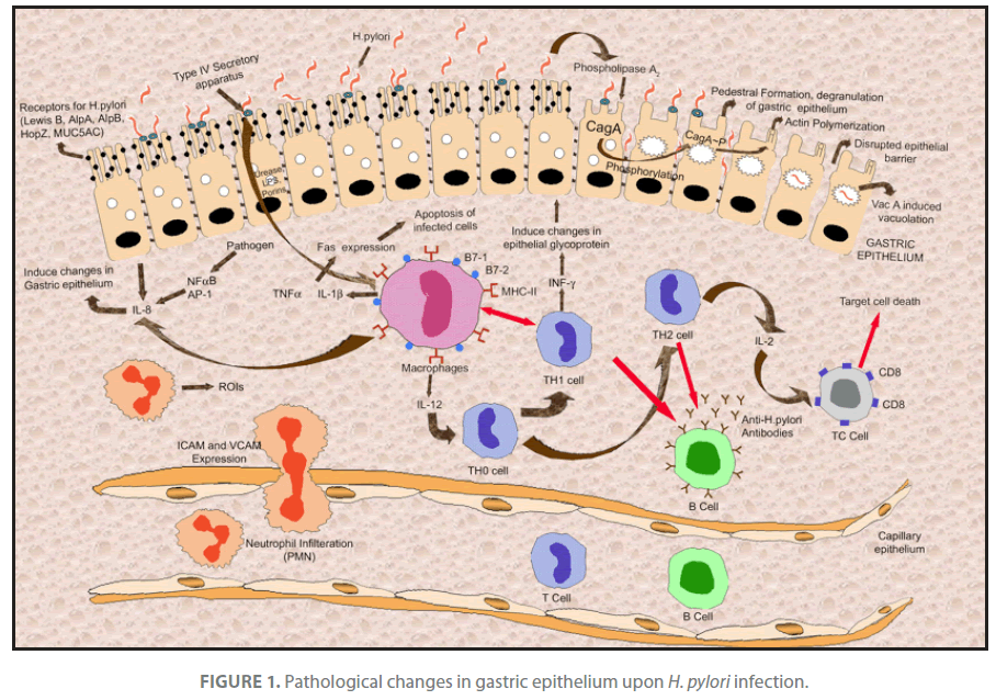 Archives-Clinical-Microbiology-gastric-epithelium-upon