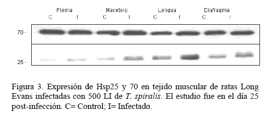 Archivos-de-Medicina-tejido-muscular