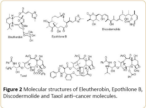 Cancer-Research-Eleutherobin-Epothilone