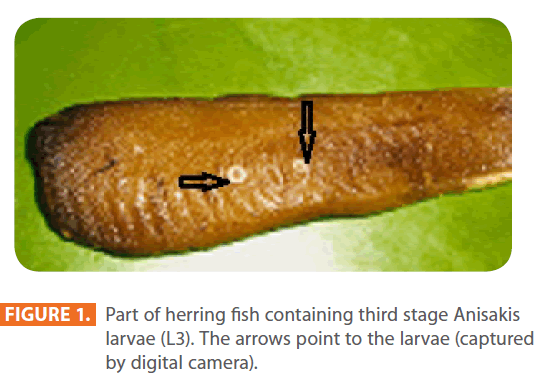 Clinical-Microbiology-herring-fish