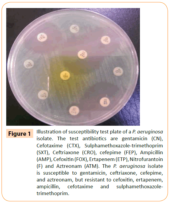 acmicrob-Sulphamethoxazole-trimethoprim