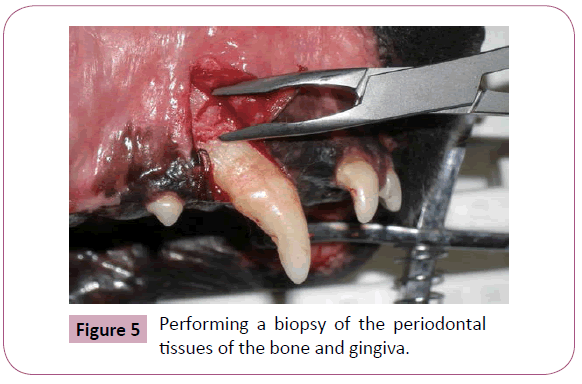 annals-clinical-laboratory-bone-gingiva