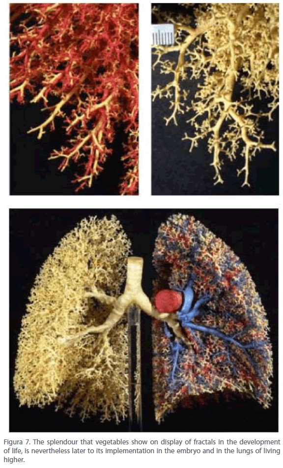archivesofmedicine-lungs-living