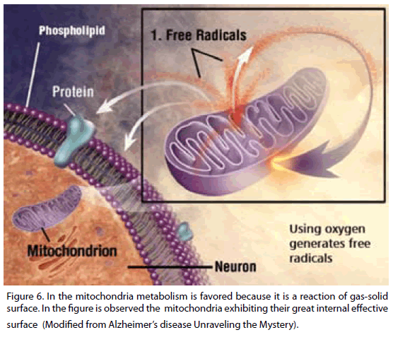 archivesofmedicine-mitochondria-metabolism