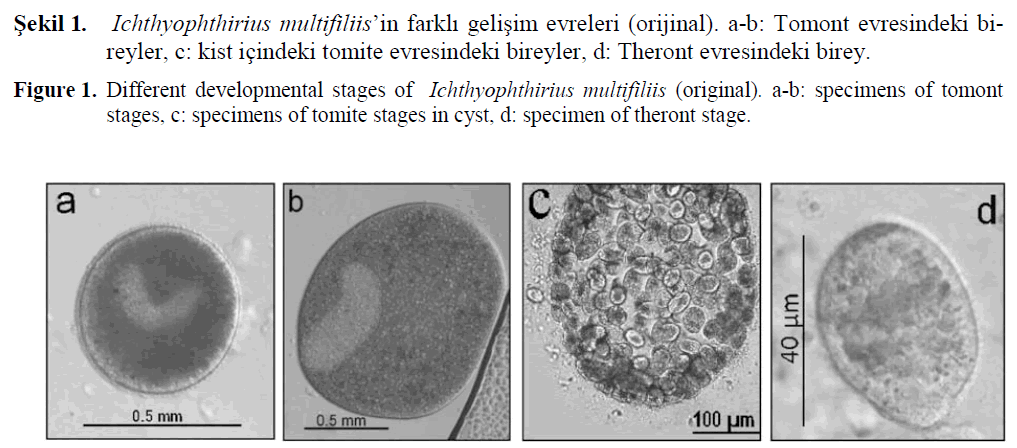 fisheriessciences-developmental-stages