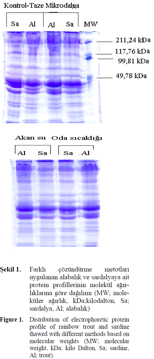 fisheriessciences-electrophoretic-protein