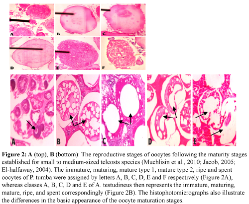 fisheriessciences-reproductive-stages