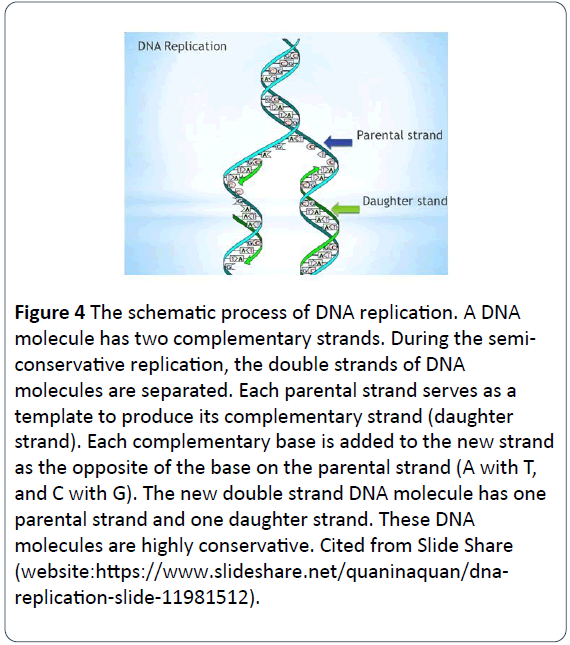 hsj-molecule-replication
